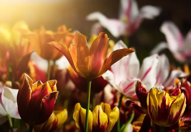 5 Astuces Indispensables pour Économiser de l'Eau au Jardin