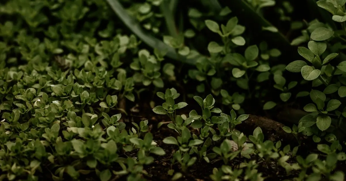 Comment Améliorer le Sol de Votre Jardin pour de Meilleures Plantes
