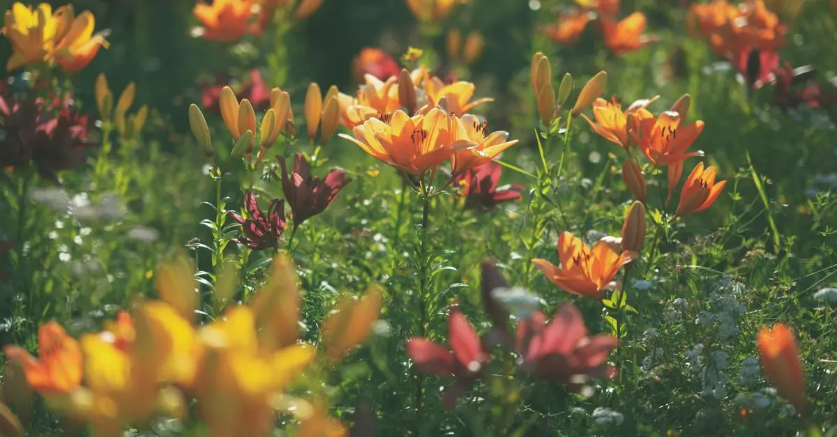 Les Meilleures Techniques pour Entretenir Votre Jardin