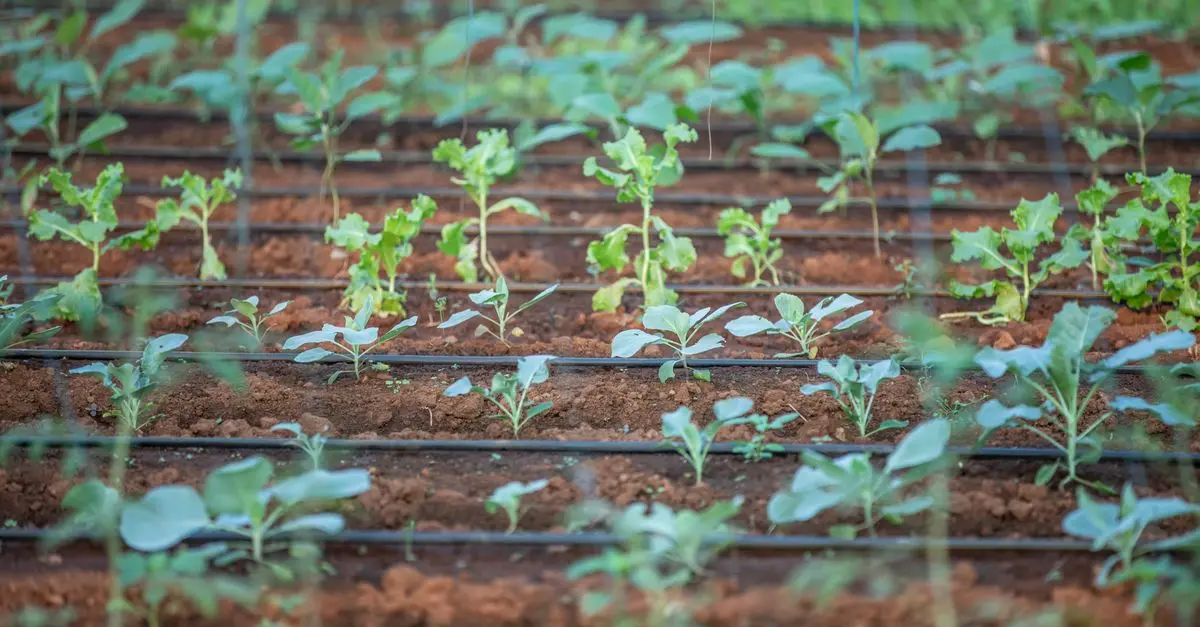 Comment Optimiser le Rendement de Votre Jardin Potager