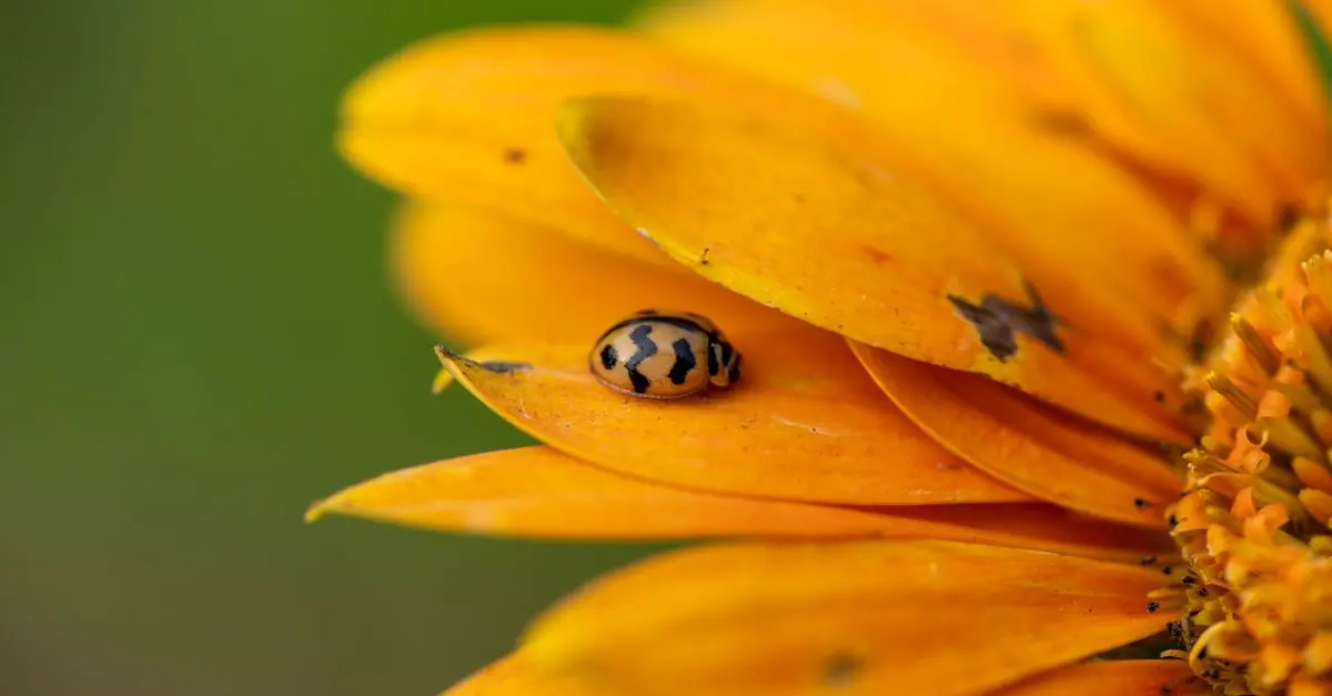 Lutte Biologique : Les Insectes Auxiliaires à Connaître