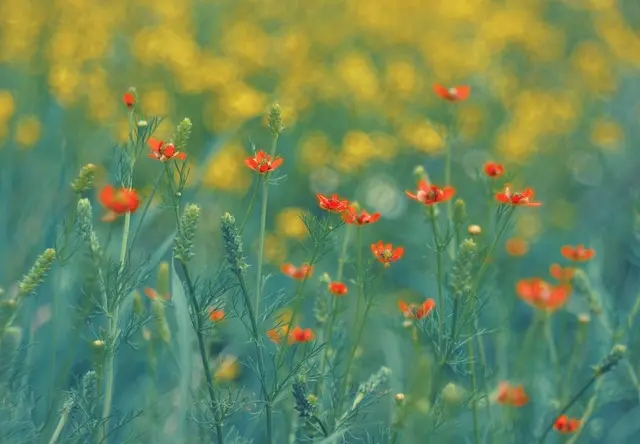 10 Astuces Incontournables pour Maximiser le Rendement de Votre Jardin