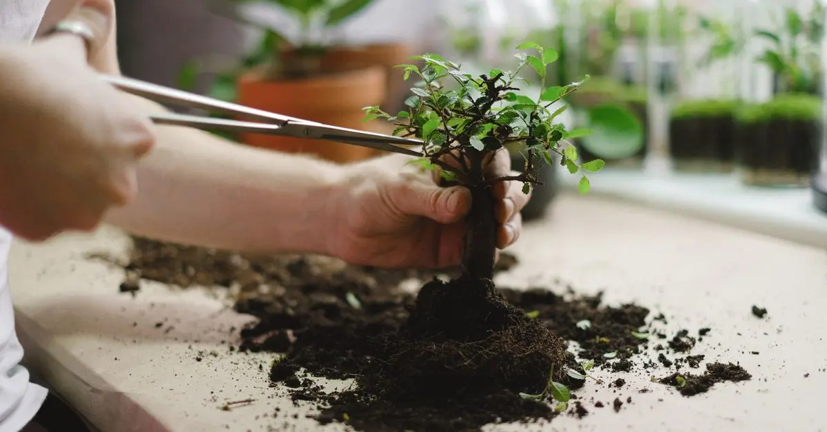Quand et Comment Tailler Vos Plantes pour de Meilleurs Résultats