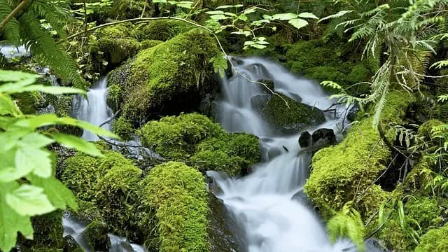 10 Astuces Pratiques pour un Jardin Écologique et Durable