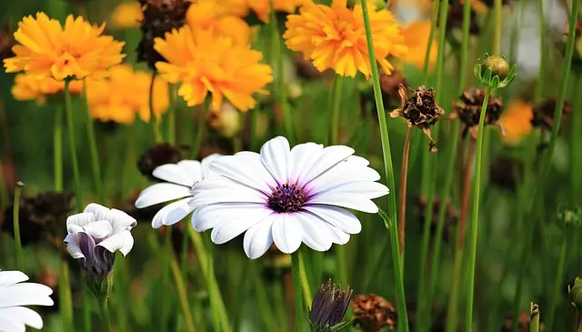 10 Astuces Essentielles pour Entretenir Votre Jardin en Été