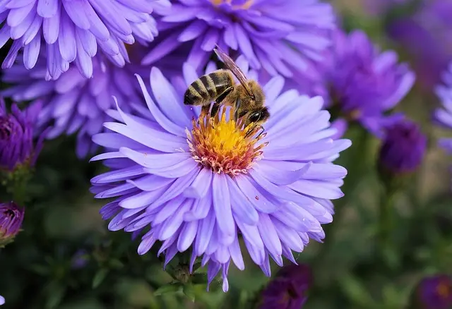 Les Meilleures Plantes pour Attirer les Pollinisateurs
