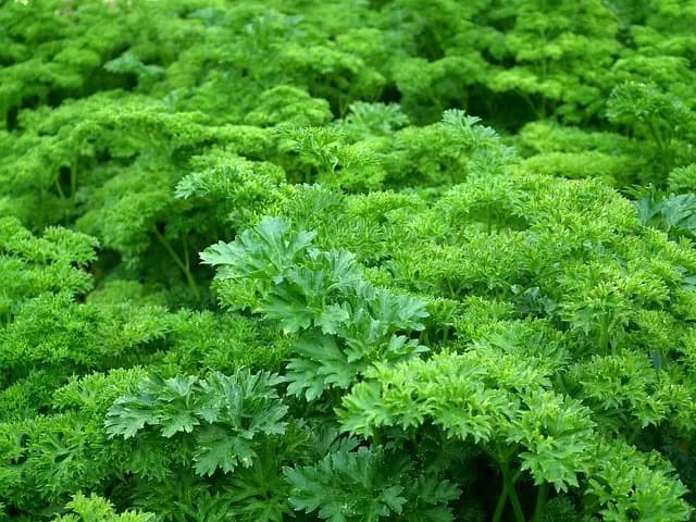 10 Astuces Indispensables pour un Jardin Écologique Réussi