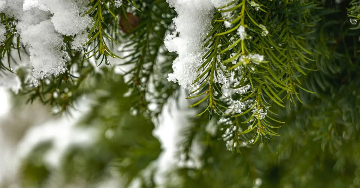 Les Meilleures Astuces pour Jardiner en Hiver : 10 Conseils Pratiques