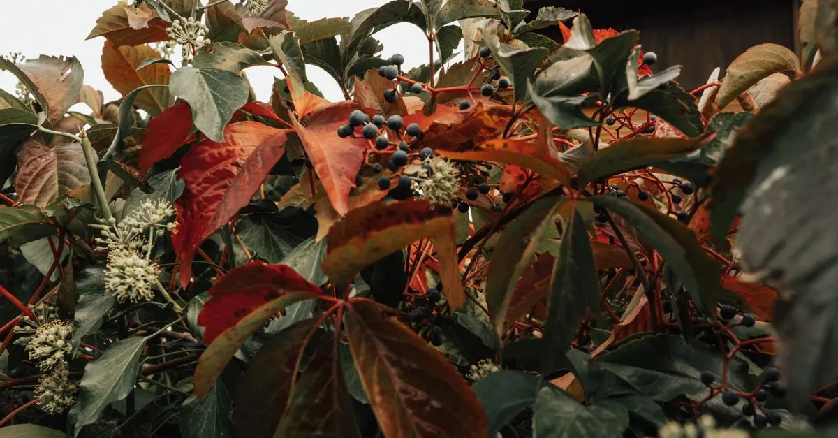 Comment Entretenir Votre Jardin en Automne : 10 Conseils Pratiques