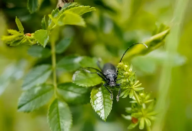 Comment Organiser Votre Jardin pour Maximiser la Biodiversité