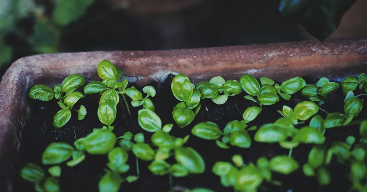 10 Astuces Pratiques pour Réussir vos Semis de Plantes