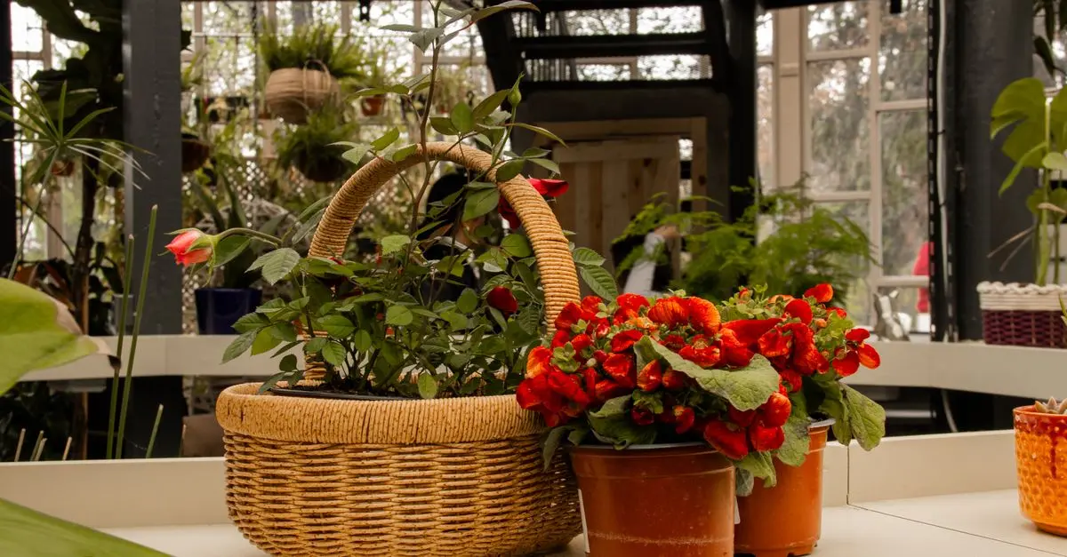 Comment Réussir la Culture des Légumes en Intérieur : Guide Pratique