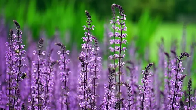Comment Établir un Calendrier de Jardinage Efficace