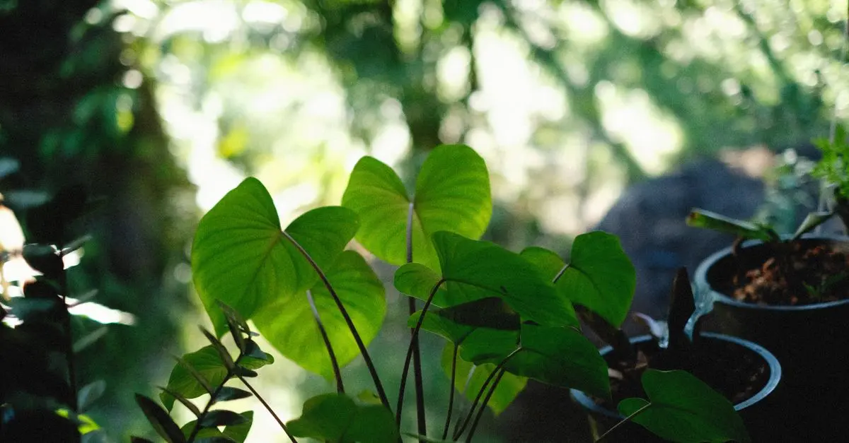 Les Meilleures Astuces de Jardinage pour Débutants