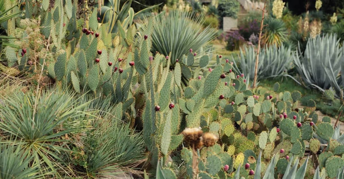 Comment Créer un Jardin Potager Écologique : Guide Pratique