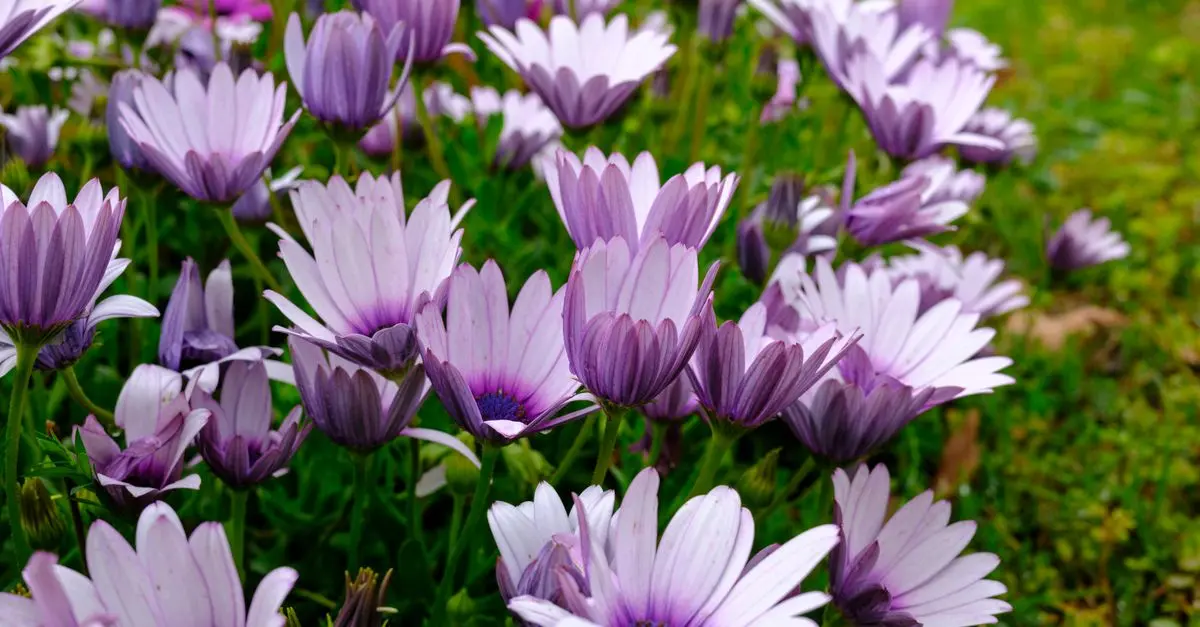 Comment Planter des Plantes Vivaces : Guide Complet