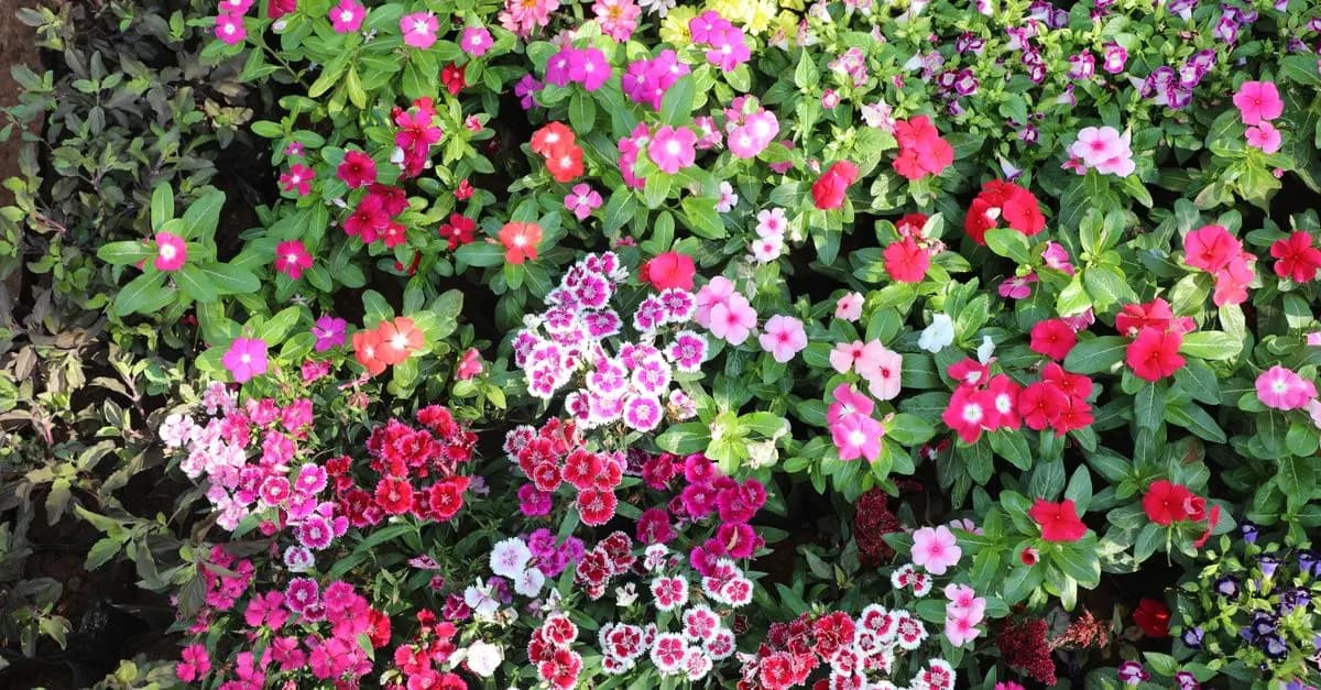 Comment Choisir les Meilleures Plantes pour Votre Jardin