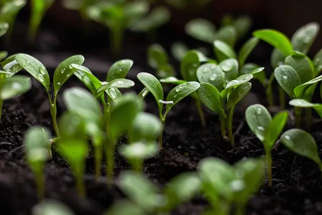 7 Astuces Indispensables pour un Jardin Eco-Responsable