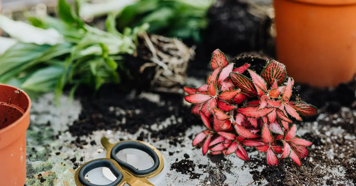 Les Secrets pour Cultiver des Roses Parfaites
