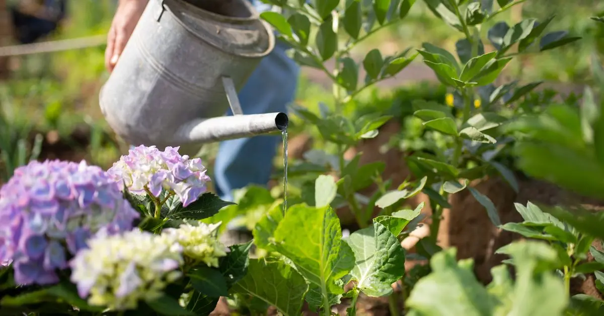Comparatif des Meilleurs Engrais Bio pour Vos Plantes