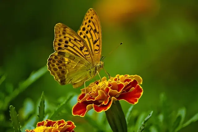 10 Astuces pour Bien Entretenir Votre Jardin Écologique