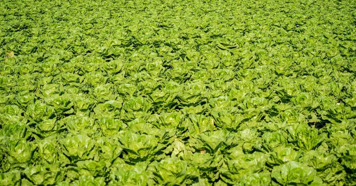 Les Meilleures Astuces pour Réussir un Jardin Potager