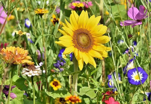 Comment Bien Planifier Son Jardin : Guide Complet