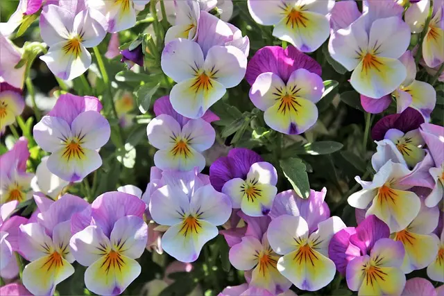 Comment créer un jardin potager écologique : Guide Pratique
