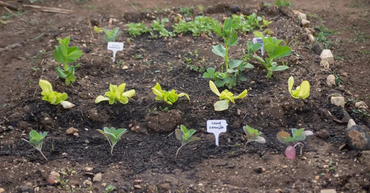 10 Astuces de Jardinage pour Améliorer la Fertilité du Sol