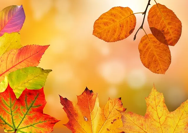 10 Astuces Incontournables pour Entretenir Votre Jardin en Automne