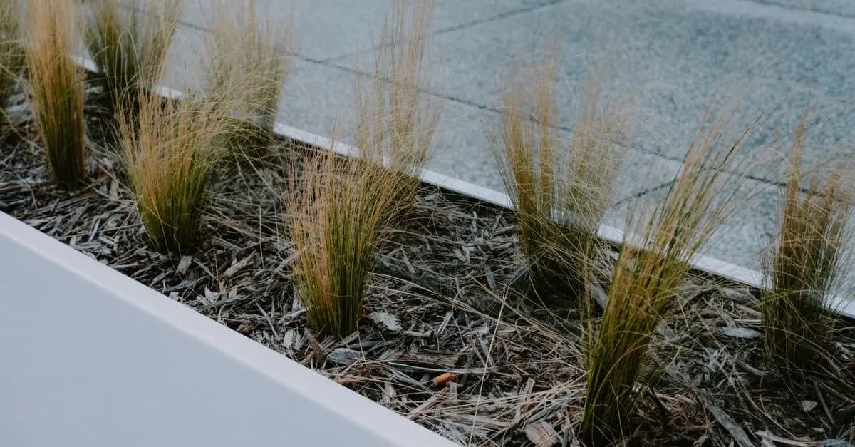 Les Tendances du Jardinage en 2026