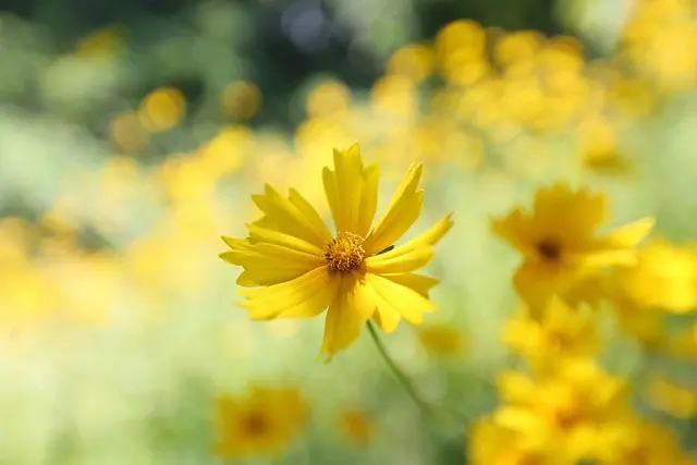 10 Astuces Incontournables pour Éviter les Mauvaises Herbes