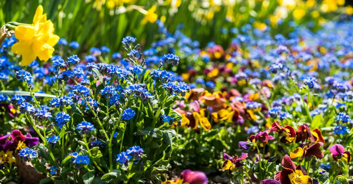 5 Astuces pour Choisir les Plantes Adaptées à Votre Sol