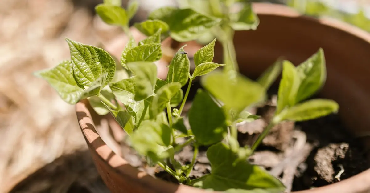 10 Astuces pour Améliorer la Croissance de Vos Plantes