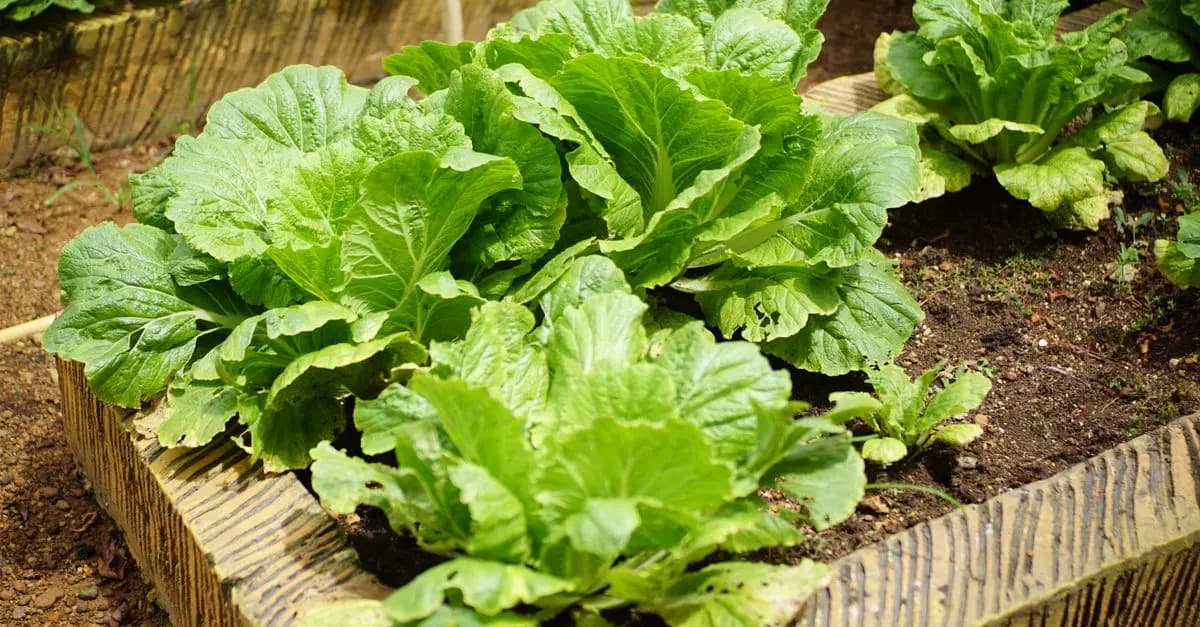 Comment Obtenir un Sol Fertile pour Vos Plantes