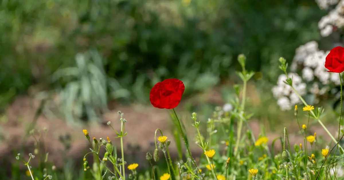 Comment Créer un Jardin Resilient Face aux Changements Climatiques