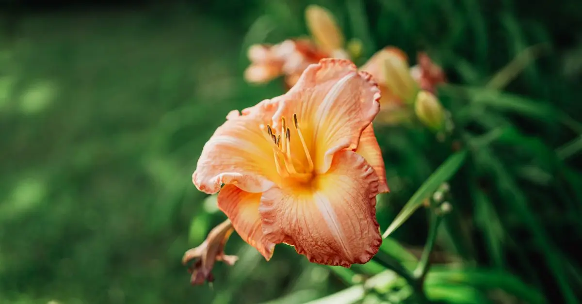 Comment Créer un Écosystème Équilibré dans Votre Jardin
