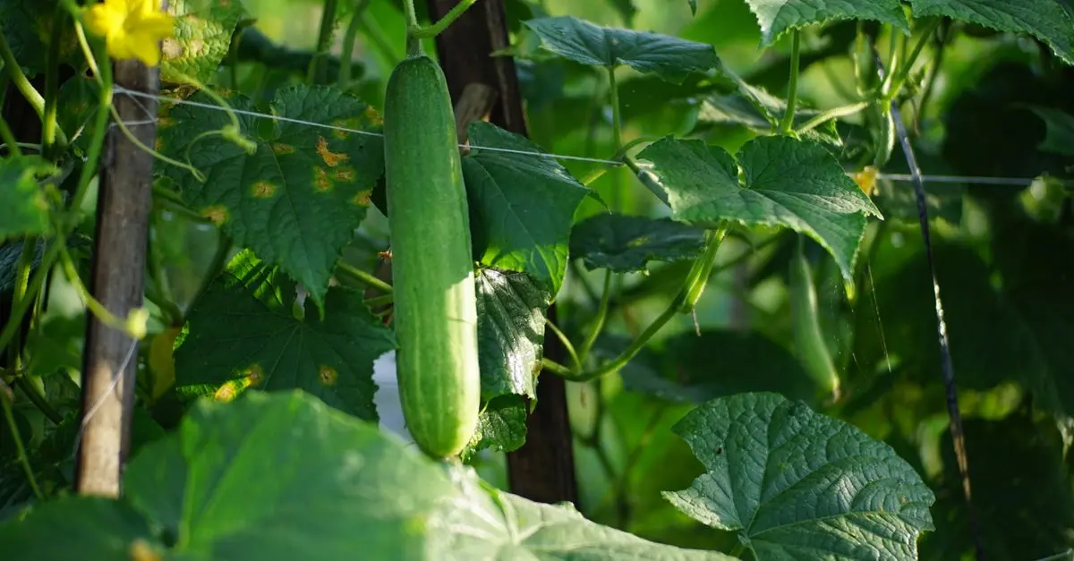 Comment Bien Planifier Son Jardin Potager en 5 Étapes