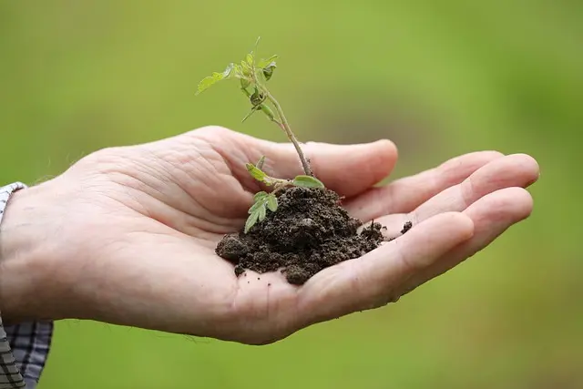 10 Astuces pour Réussir vos Semis de Plantes