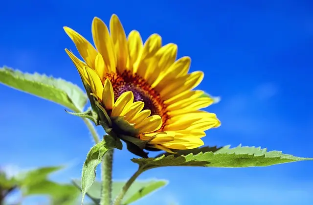 10 Astuces Essentielles pour Élever des Plantes Saines