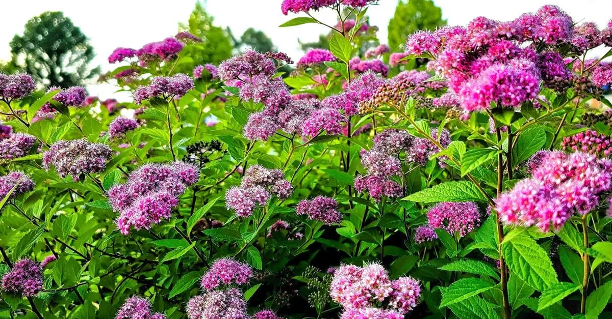10 Astuces pour Créer un Jardin Florissant Toute l'Année