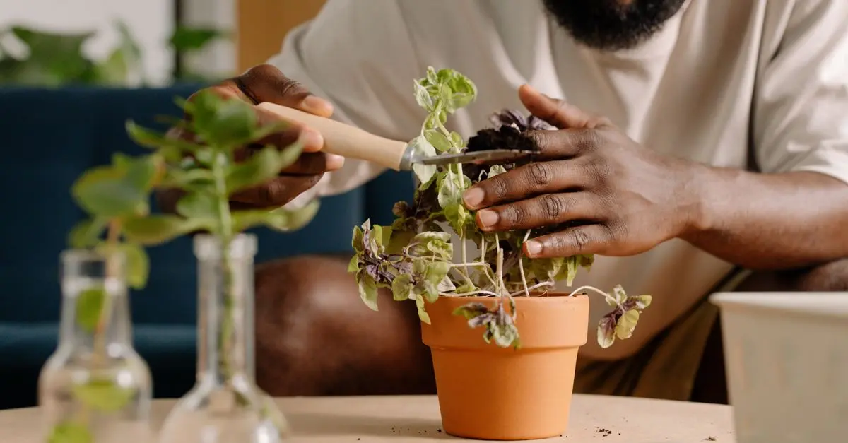 Comment Choisir le Bon Terreau pour Vos Plantes