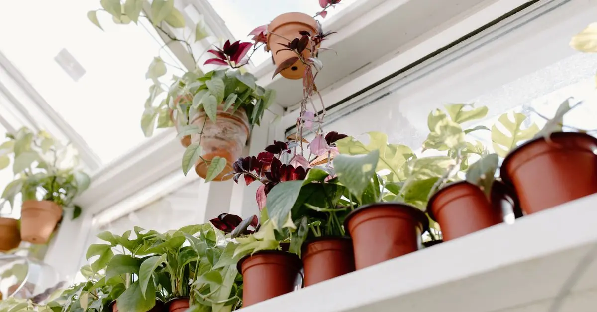 Comment Réussir la Culture de Légumes en Intérieur : Guide Pratique