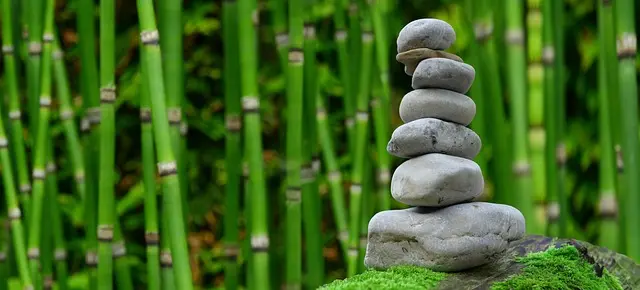 Comment Bien Choisir Vos Plantes pour un Jardin Équilibré