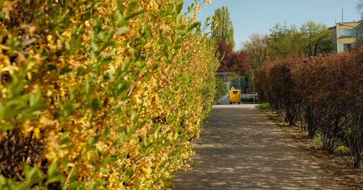 Comment Créer un Jardin Respectueux de l'Environnement