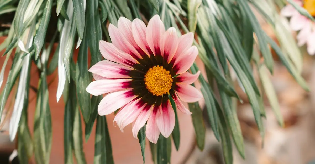 Comment Entretenir Vos Plantes en Intérieur : Guide Pratique