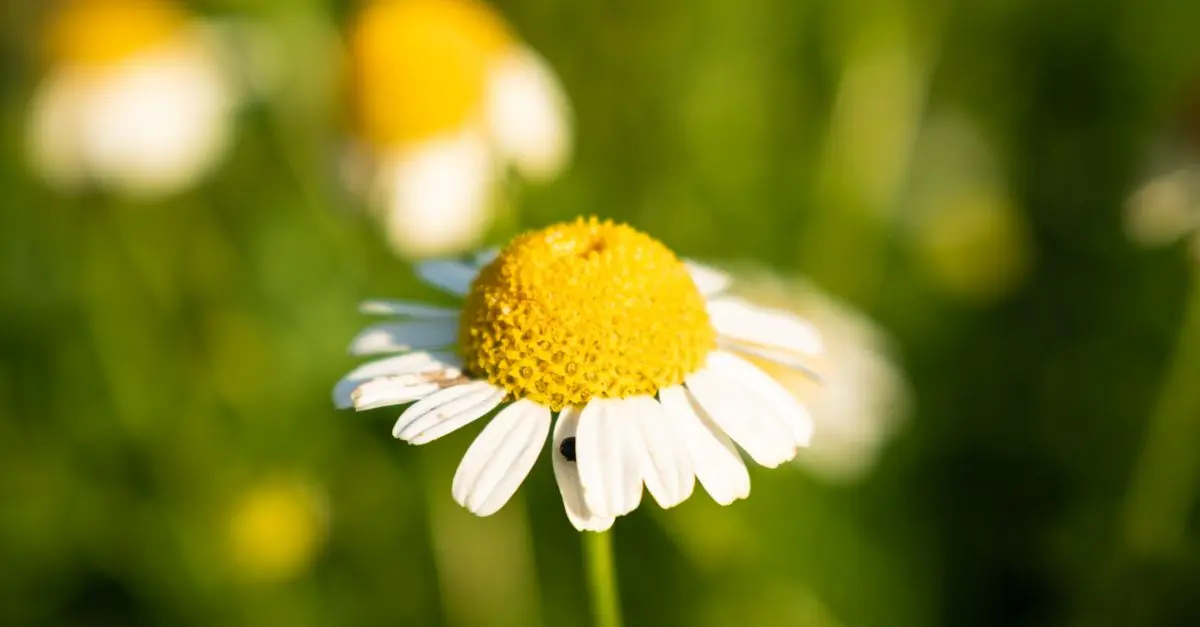 Comment Concevoir un Jardin de Plantes Médicinales