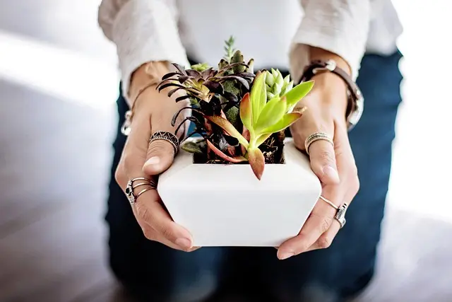 10 Astuces Indispensables pour Élever des Plantes en Intérieur