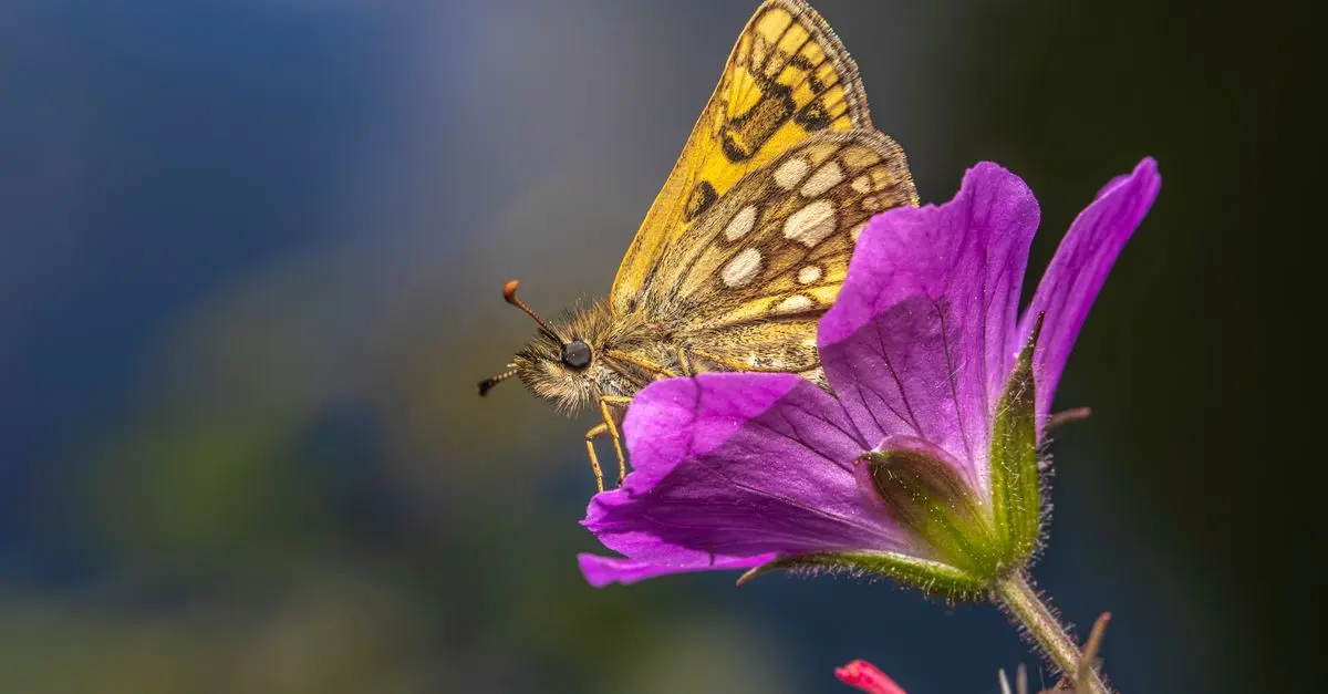 5 Conseils pour Maximiser la Biodiversité dans Votre Jardin