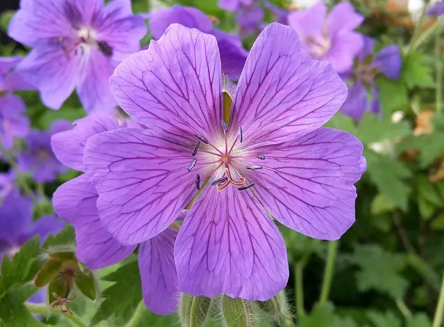 Comment Aménager un Jardin Écologique : 5 Étapes Clés